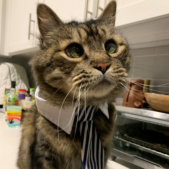 Welcome to my Closet! 🛒😺 - Picture 2 of 2